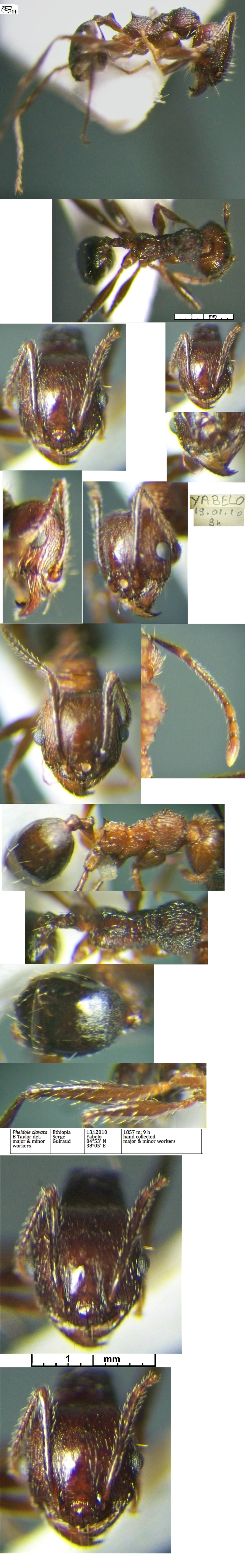 Pheidole clavata minor