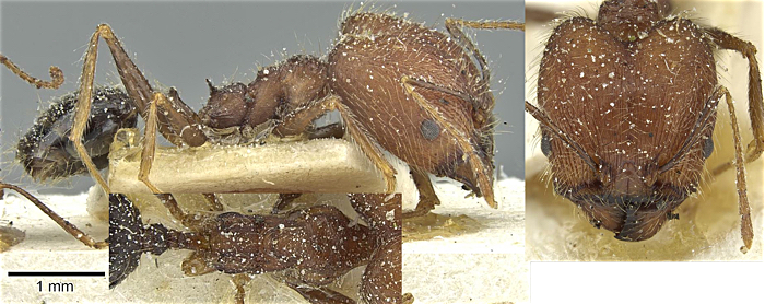 {Pheidole concinna major}