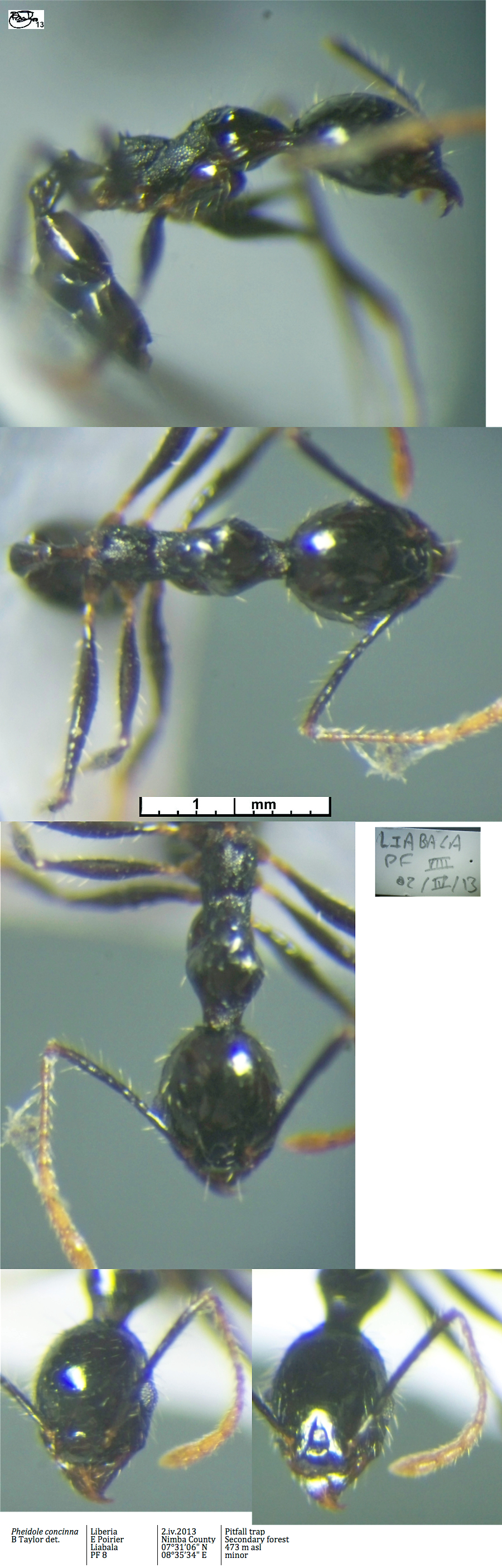 {Pheidole concinna minor}