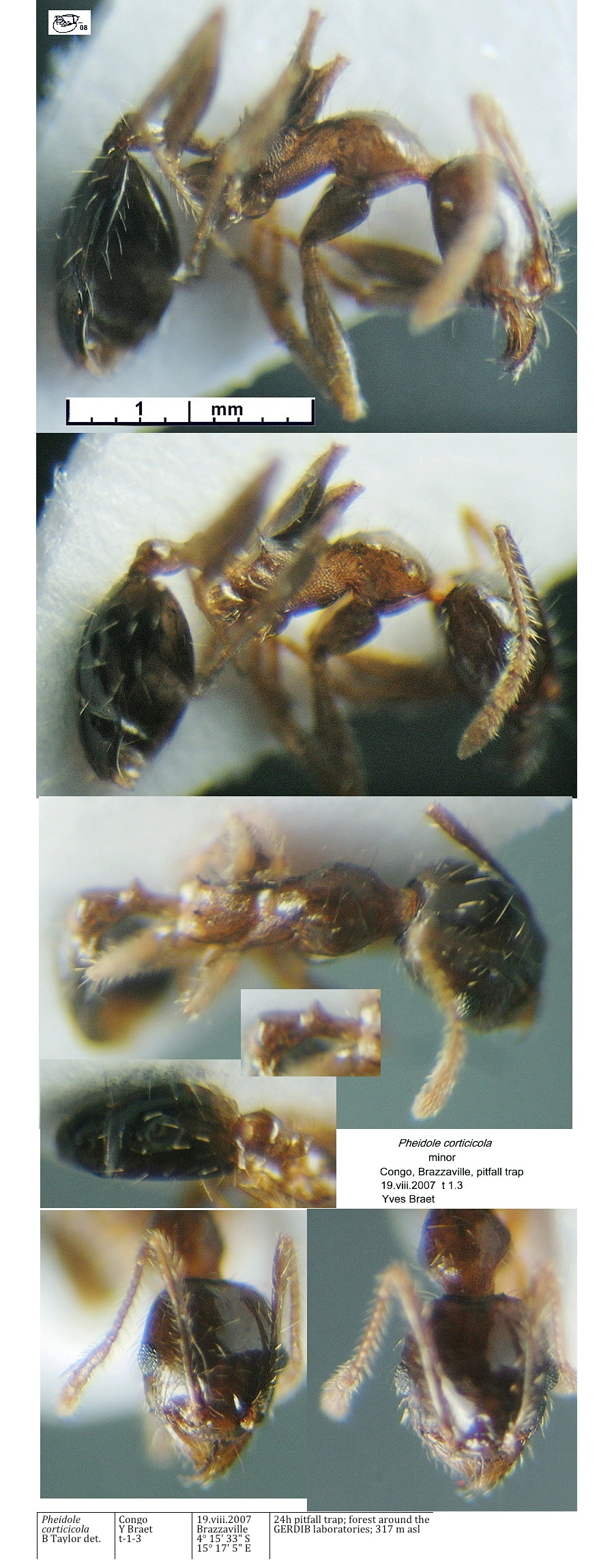 {Pheidole corticicola}