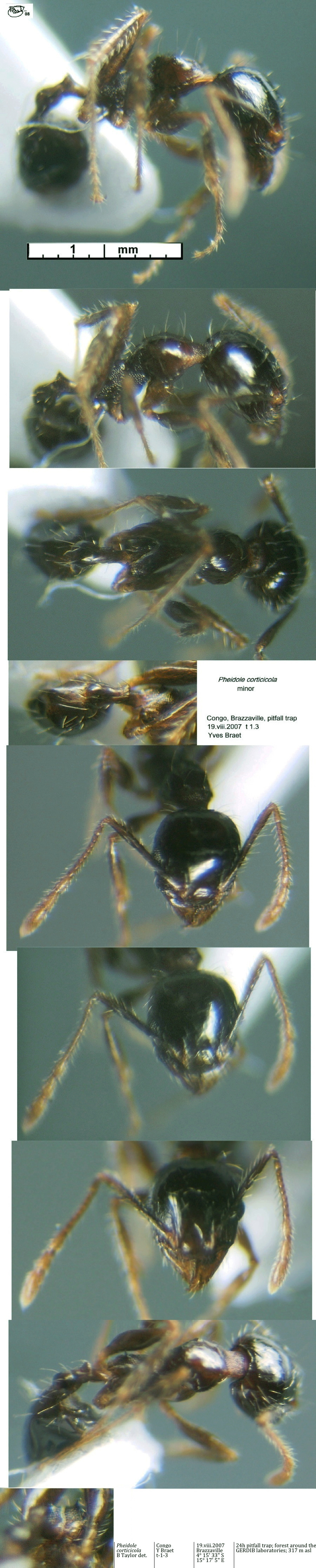 {Pheidole corticicola}