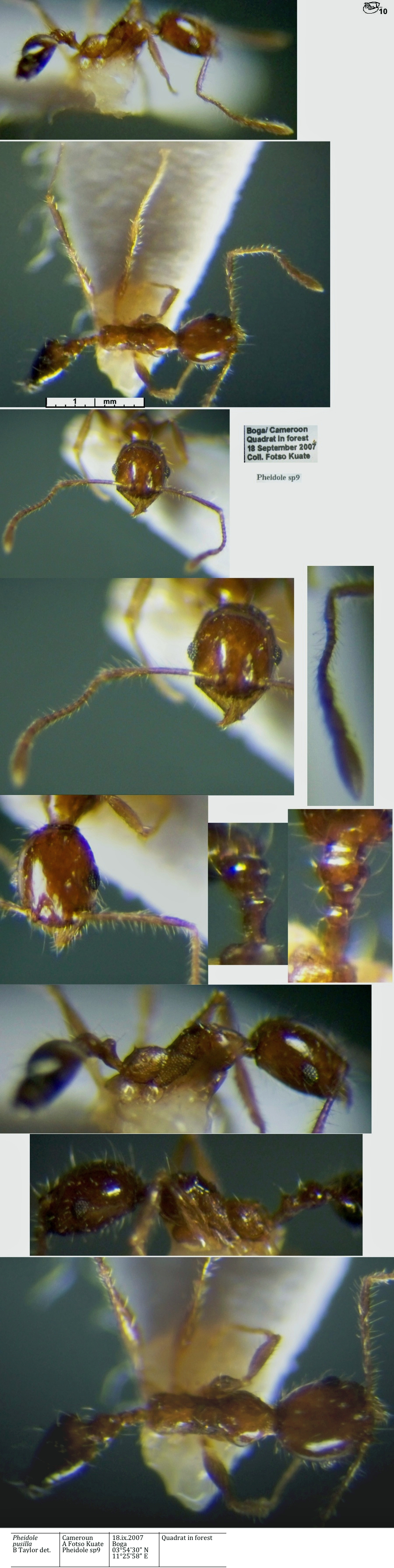 {Pheidole corticicola minor}