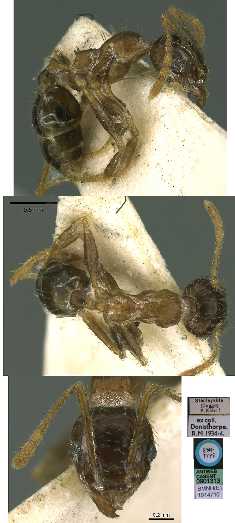 {Pheidole corticicola minor}