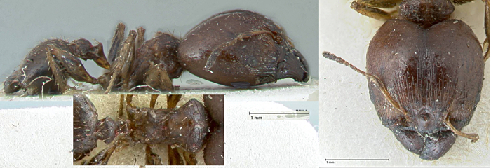 {Pheidole costauriensis}