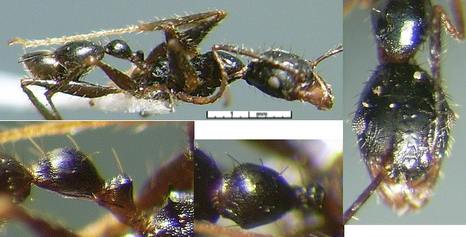 {Pheidole costauriensis minor}