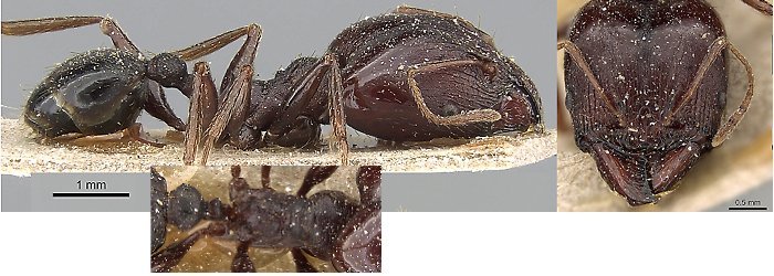 {Pheidole crassinoda}