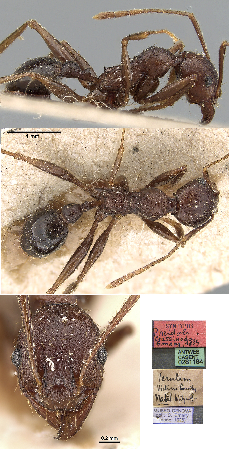 {Pheidole crassinoda minor}