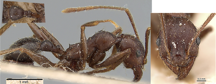 {Pheidole crassinoda minor}