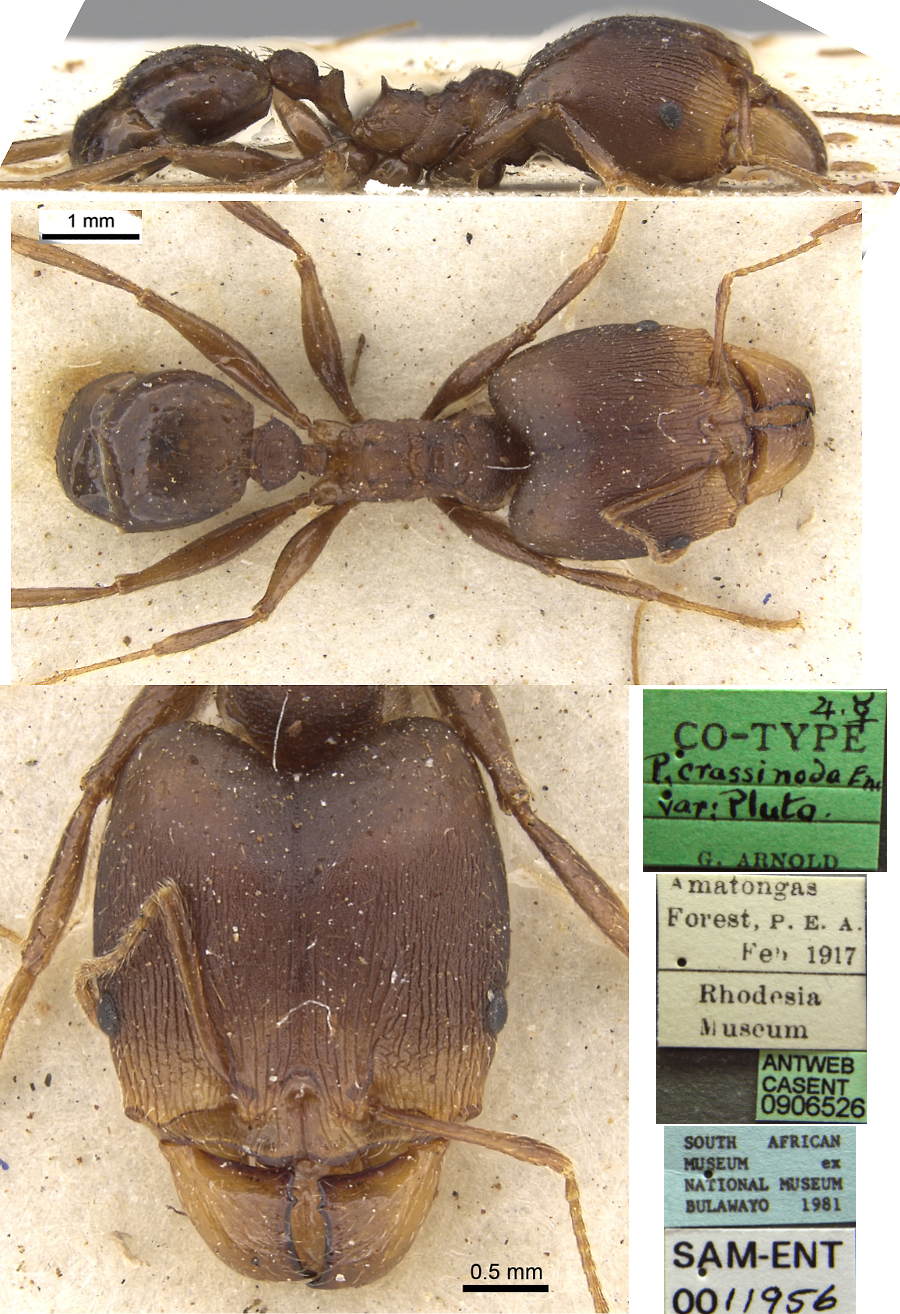 {Pheidole crassinoda pluto major}