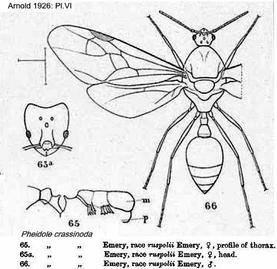 {Pheidole crassinoda sexuals}