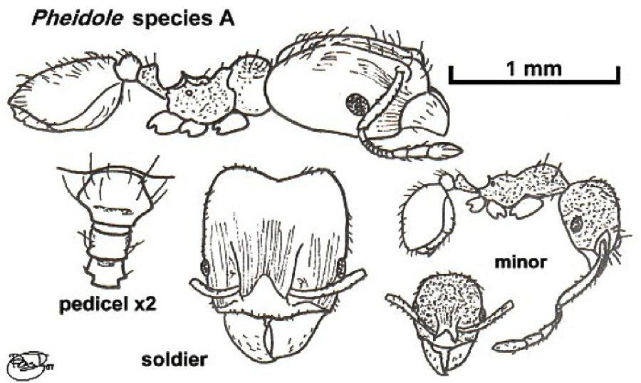 {Pheidole crinensis major