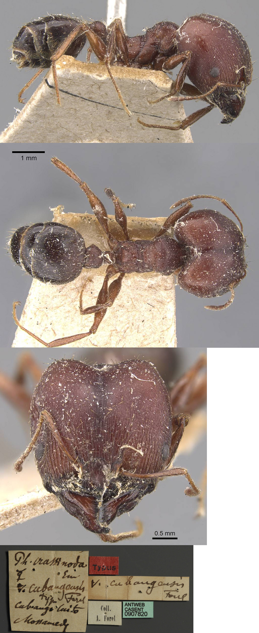 {Pheidole cubangensis major}