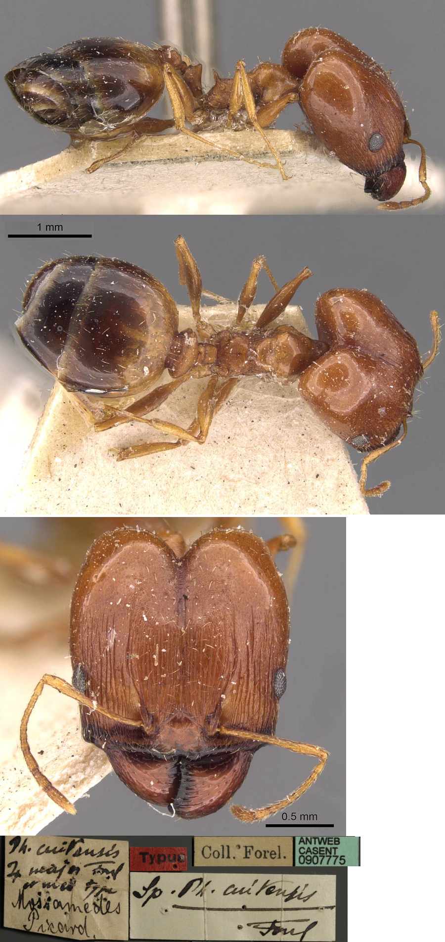 Pheidole cuitensis major