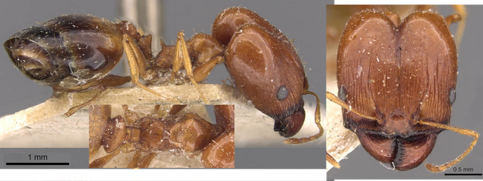 {Pheidole cuitensis major}