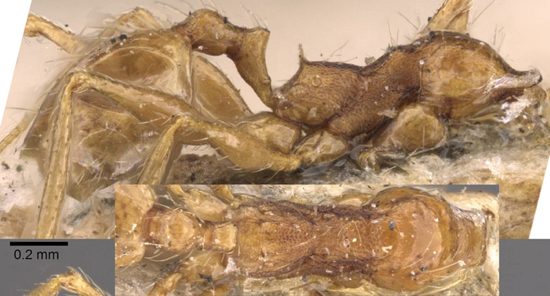 {Pheidole cuitensis minor}