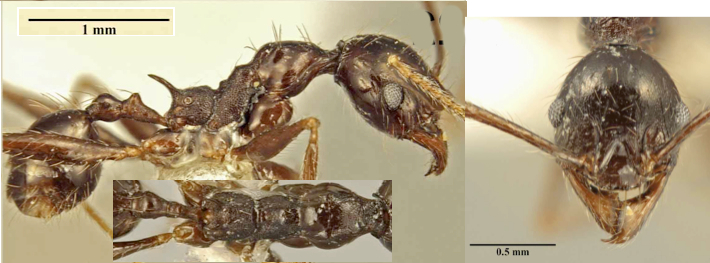 Pheidole darwini minor