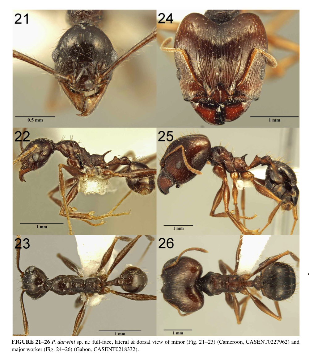 {Pheidole darwini}