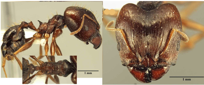 Pheidole darwini major