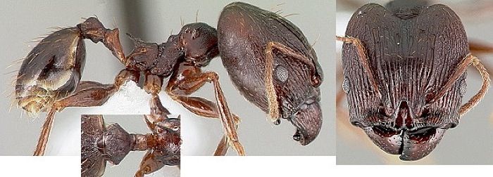 {Pheidole dea}