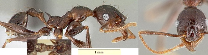 Pheidole dea minor