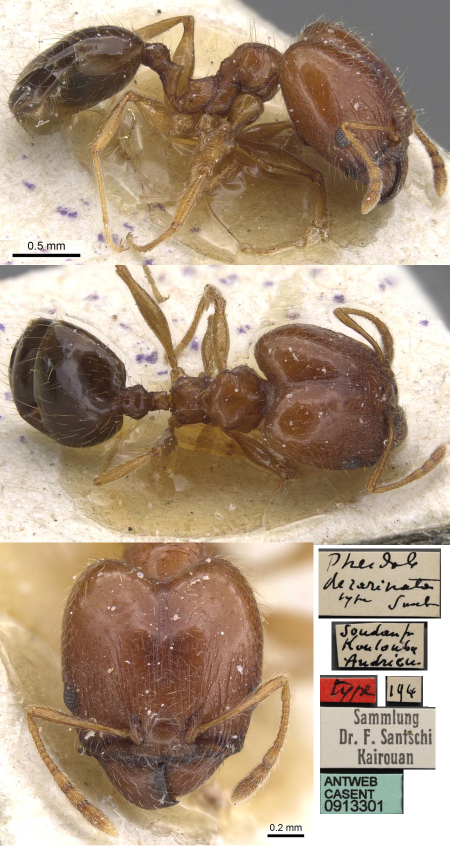 Pheidole decarinata major