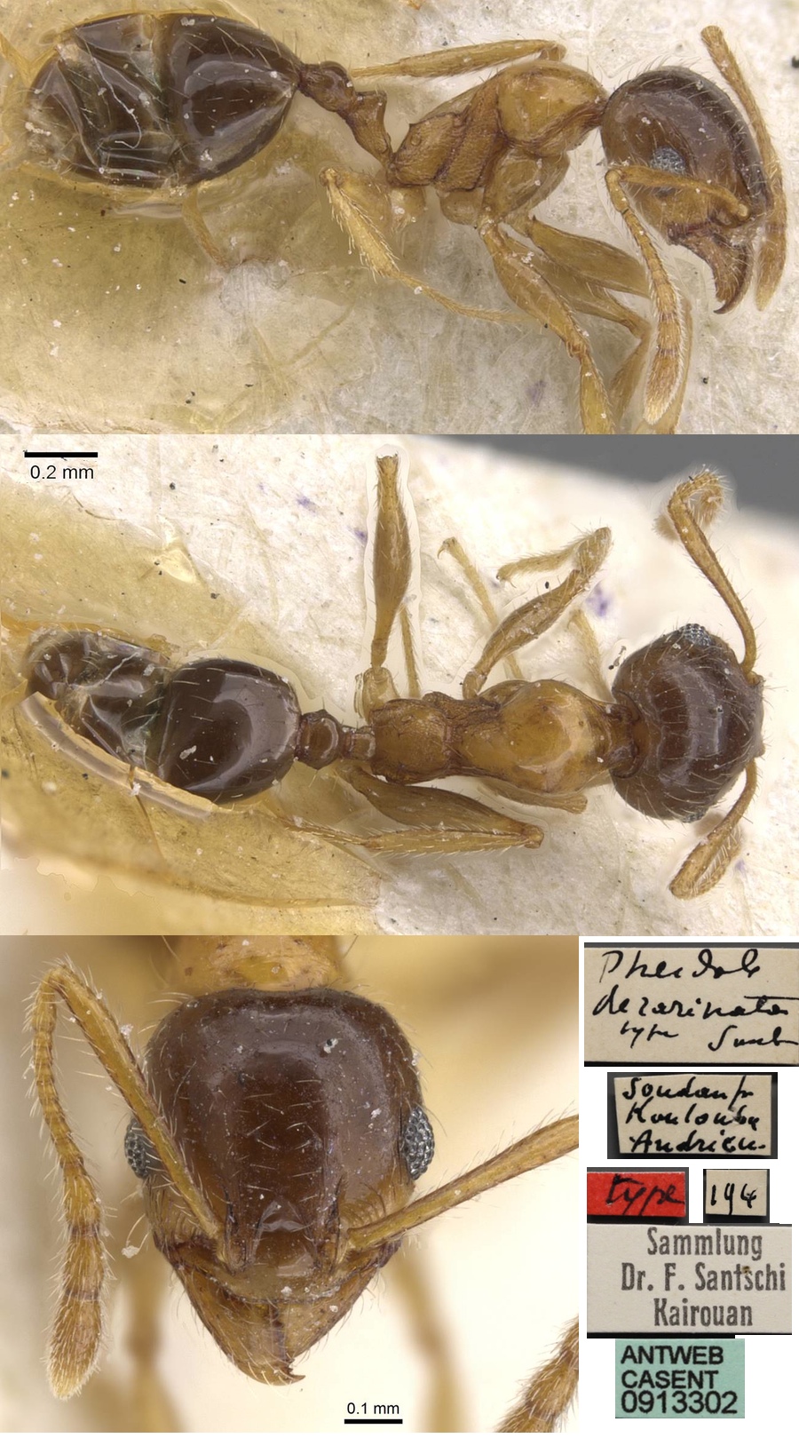 {Pheidole decarinata minor}