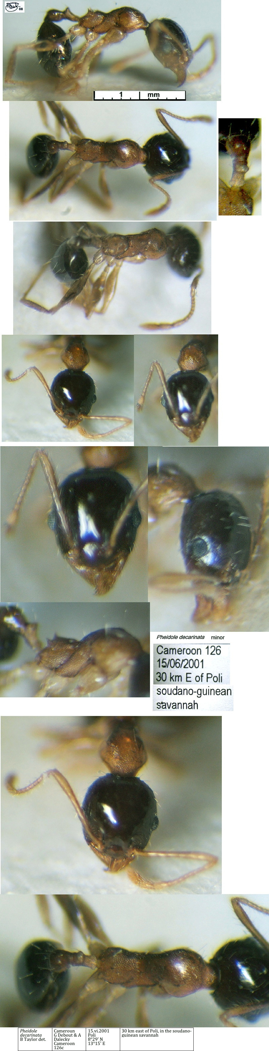 {Pheidole decarinata minor ?}