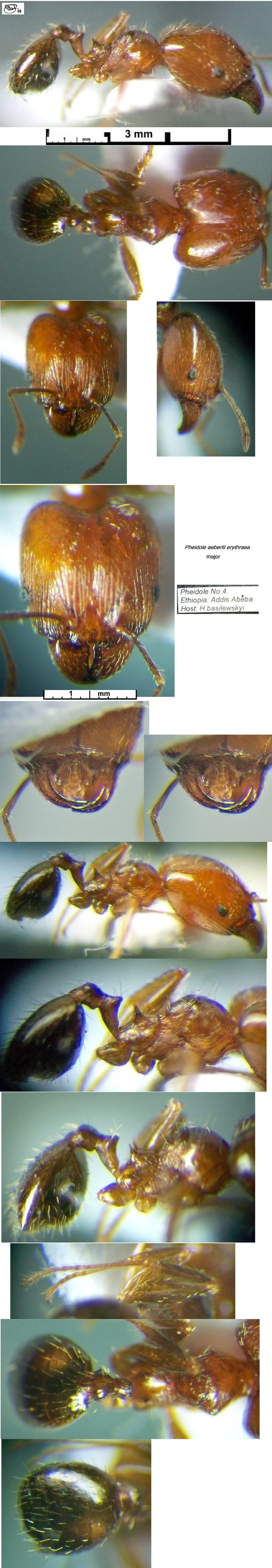 {Pheidole erythraea major}