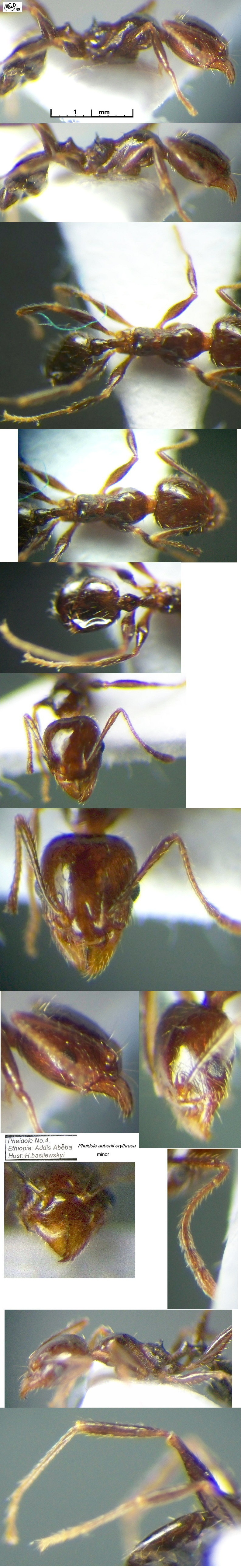 {Pheidole erythraea minor}