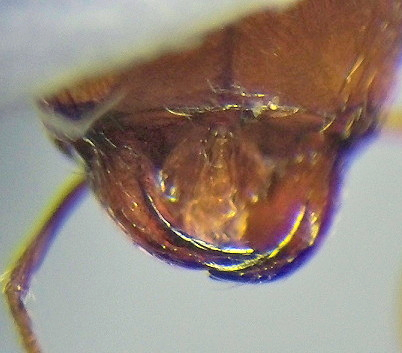 erythaea