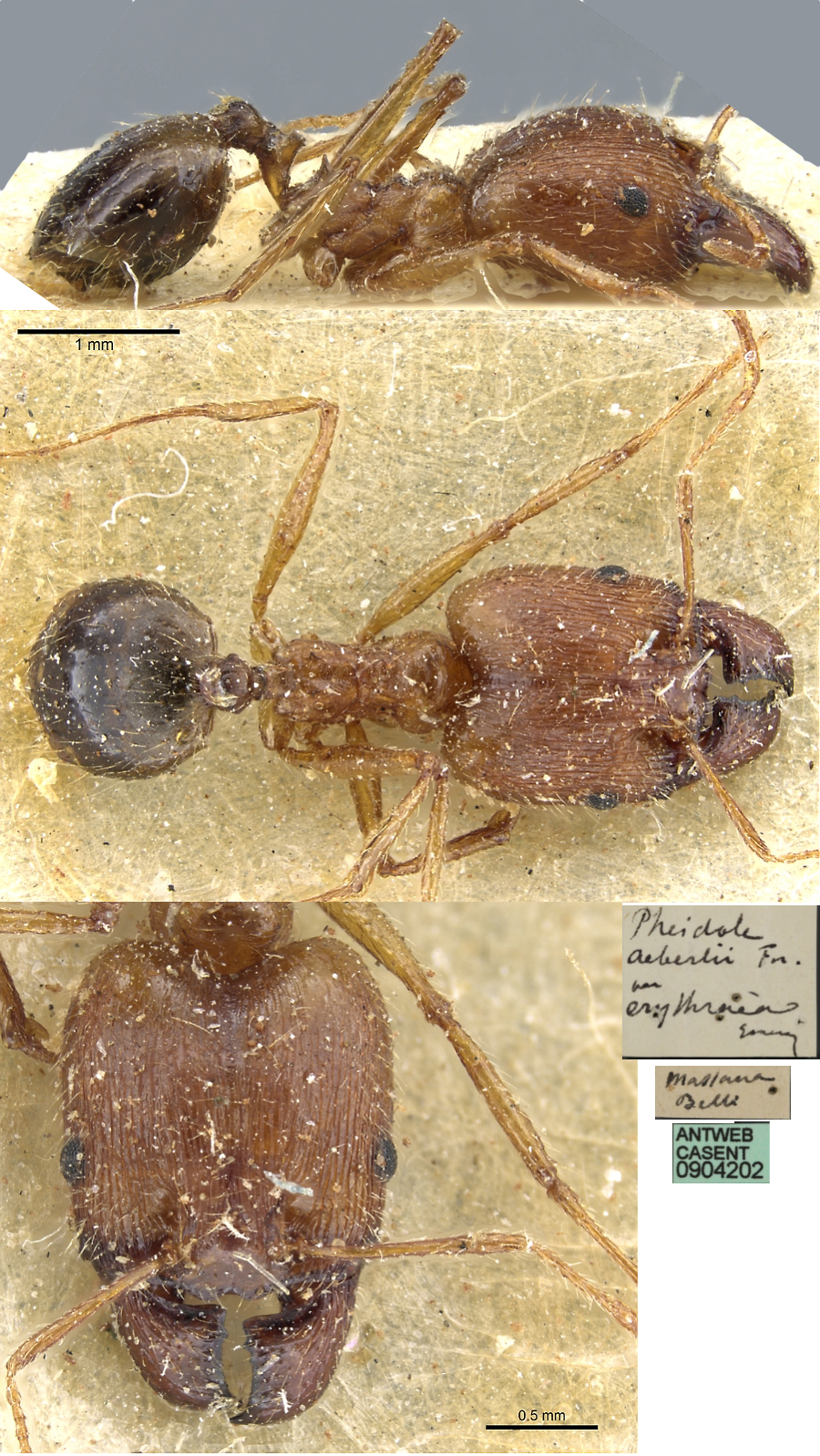 {Pheidole erythraea major}