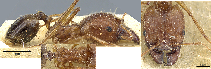 Pheidole erythraea major