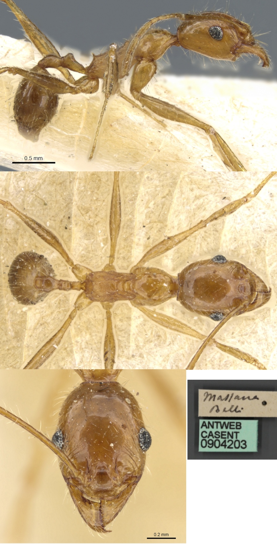 {Pheidole erythraea minor}