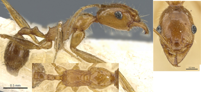 Pheidole erythraea minor