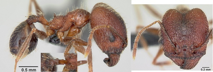 Pheidole escherichii major