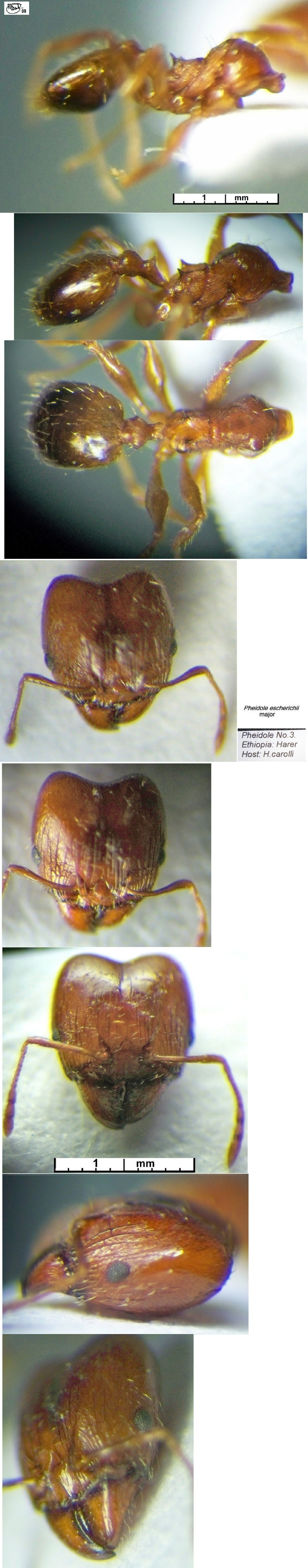 {Pheidole escherichii major}