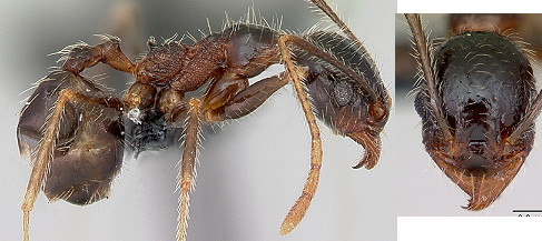 Pheidole escherichii minor worker