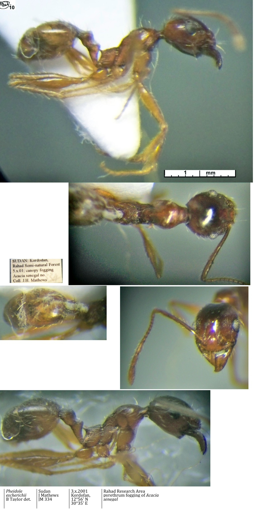 Pheidole escherichii minor