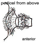 {Pheidole sp F995 pedicel}