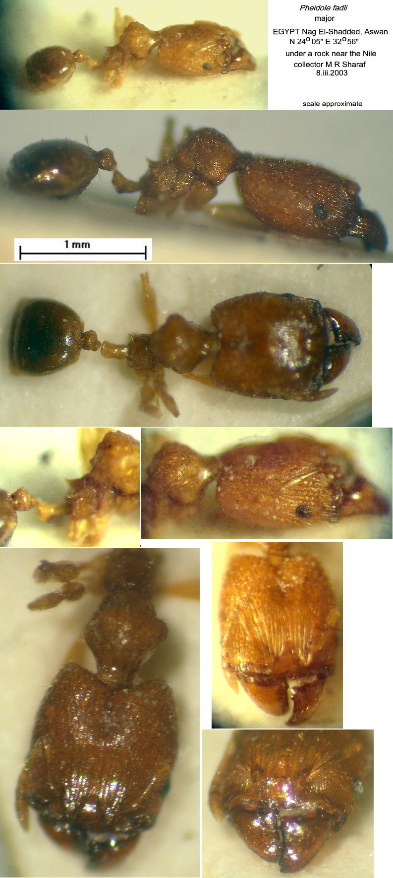 {Pheidole fadli major}