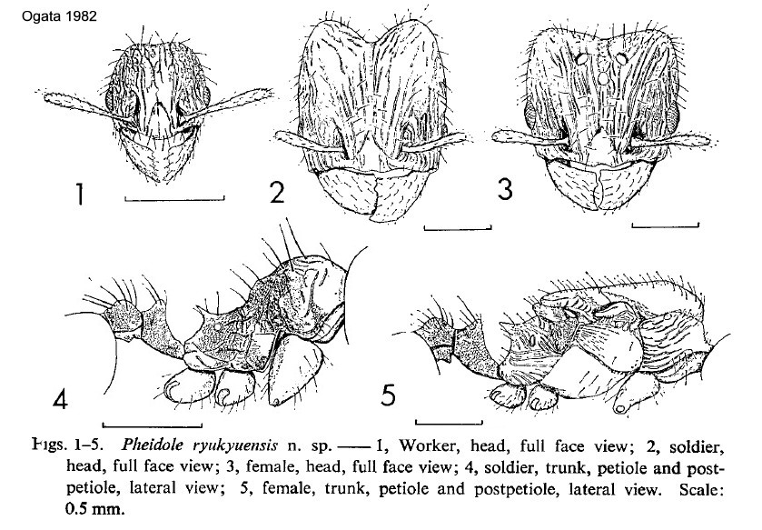 {Pheidole ryukyuensis}