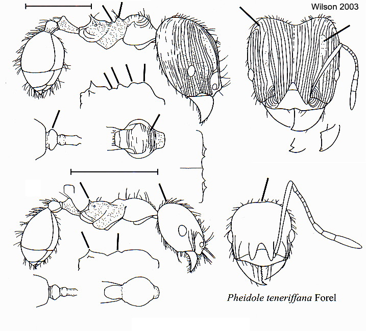 {Pheidole teneriffana}