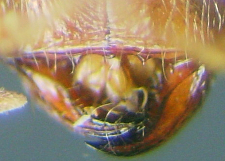 Pheidole fervens