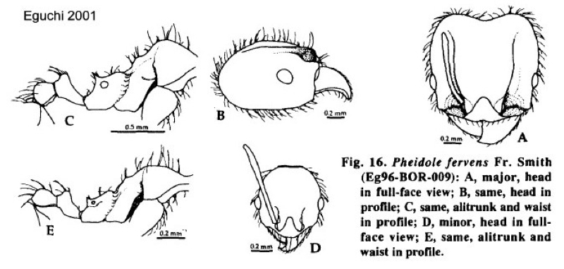 {Pheidole fervens}