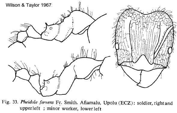 {Pheidole fervens}