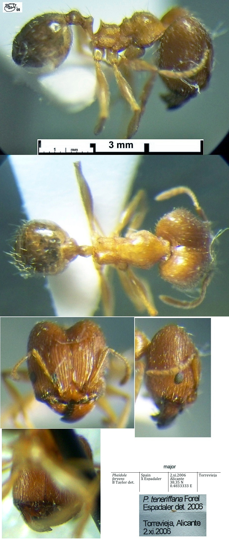 {Pheidole fervens major}