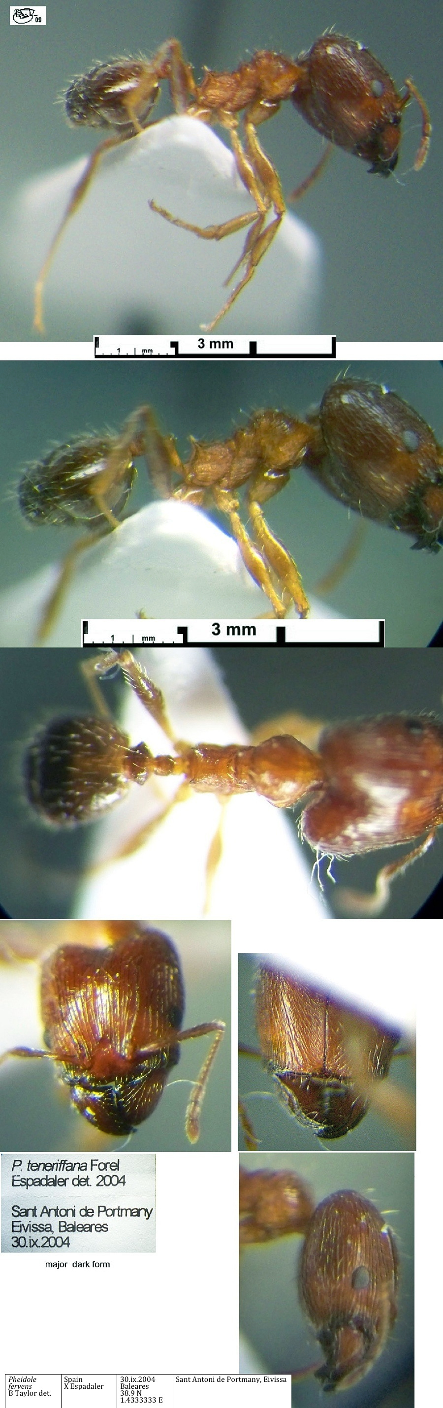 {Pheidole fervens major}