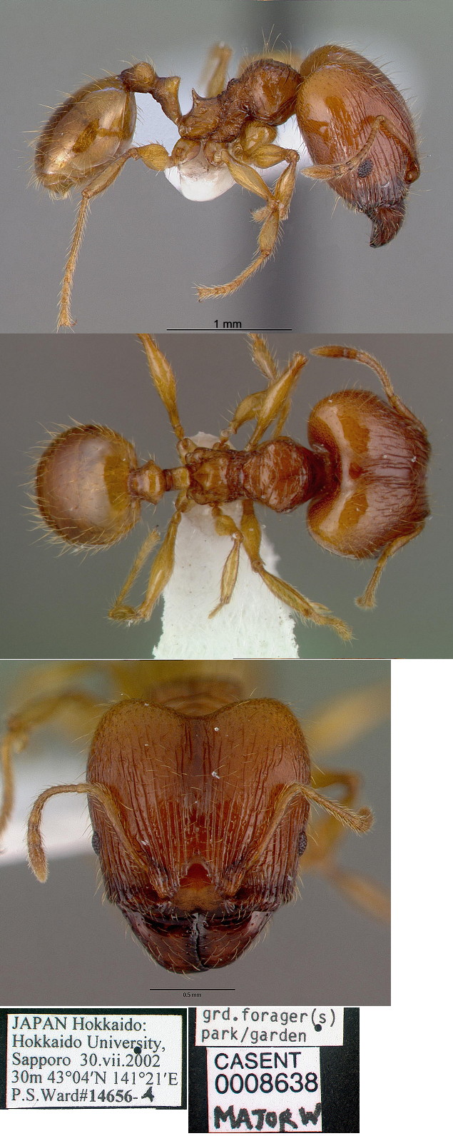 {Pheidole fervens major}