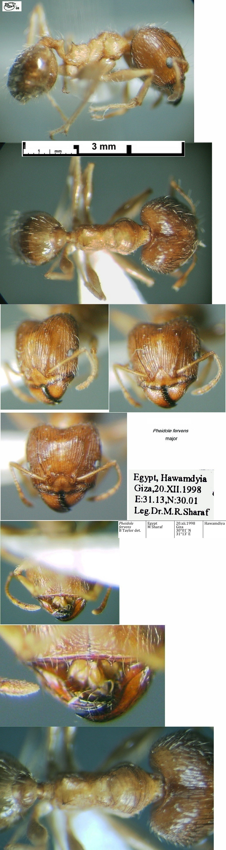 {Pheidole fervens major}