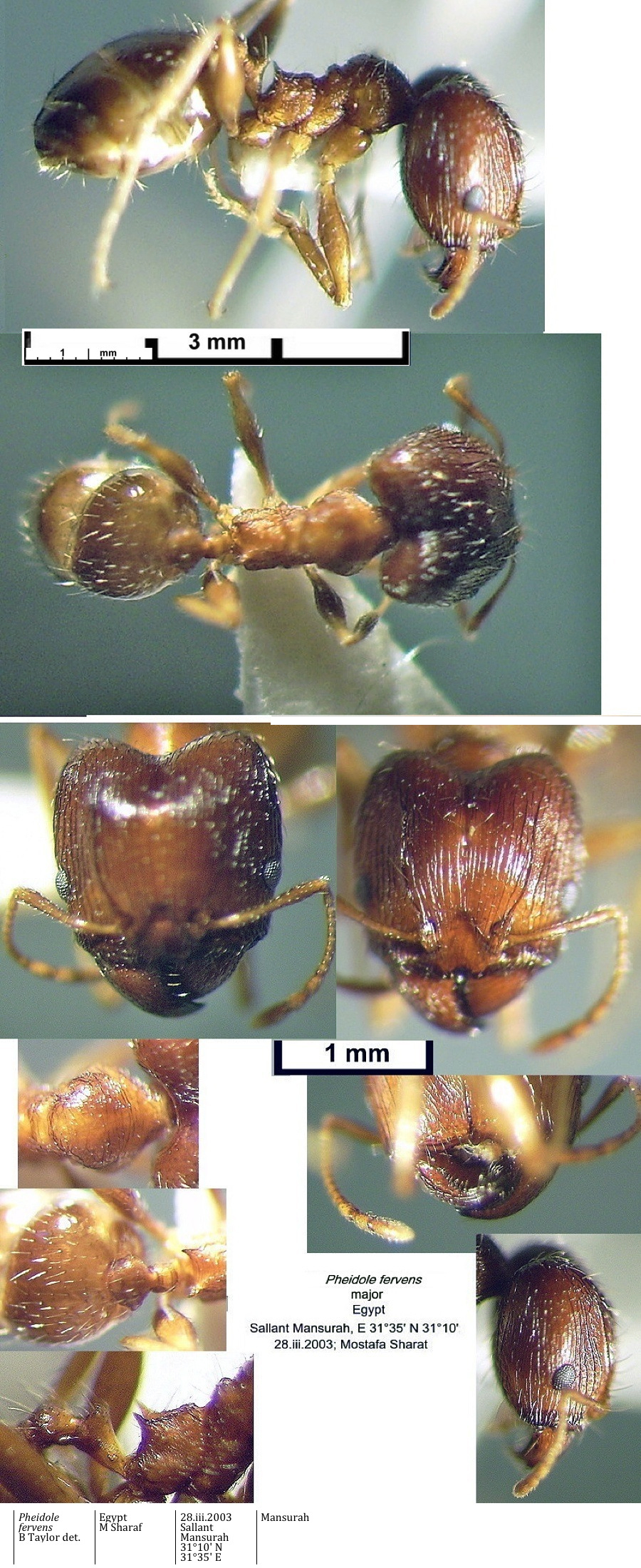 {Pheidole fervens major}